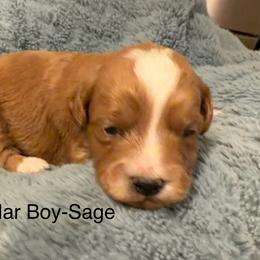 No collar boy - Red  male Goldendoodle puppy in Vian, Oklahoma from Dog Days Doodles