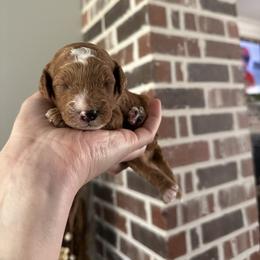 Solace blue collar - Red  male Goldendoodle puppy in Pine Prairie, Louisiana from Prairie Paws