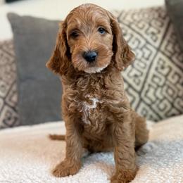 Rosie - Red  female Goldendoodle puppy in Maricopa, Arizona from AZ Designer Goldendoodles