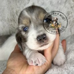 Black collar - Dapple male Dachshund puppy in Burgettstown, Pennsylvania from Meaden’s Mini Dachshunds