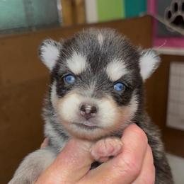 Ivy - Black and white female Pomsky puppy in Spring Hill, Florida from PDQ Pomskies
