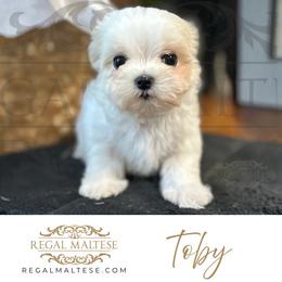 Toby - White male Maltese puppy in Jacksonville, Alabama from Regal Maltese