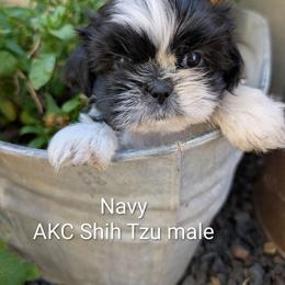 Navy - Black and white male Shih Tzu puppy in Ashwood, Oregon from Kelly Hendrix's Cavalier King Charles Spaniels & Toy Australian Shepherds