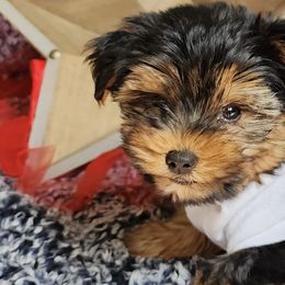 Shorkies and Yorkshire Terriers from Yorkshires of Rock Run Lodge