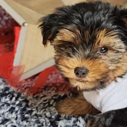 Shorkies and Yorkshire Terriers from Yorkshires of Rock Run Lodge