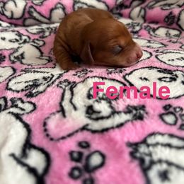 Mary Jane - Red female Dachshund puppy in Nuevo, California from Weenie Hut Jrs