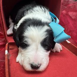 Sheepadoodle puppies from TLC by the Lake Standard Poodle and Doodles