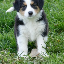 English Shepherd Puppies from Oerly's English Shepherds