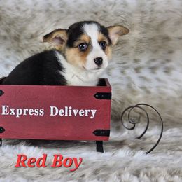 German Shepherd and Pembroke Welsh Corgi Puppies from Triple C German Shepherds and Corgis