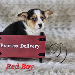 German Shepherd and Pembroke Welsh Corgi Puppies from Triple C German Shepherds and Corgis