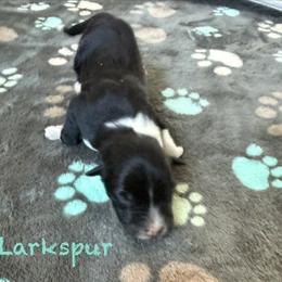 Larkspur - Black & white female Australian Shepherd puppy in Ellensburg, Washington from Creekside Aussies