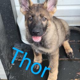 Boy 6 - Sable German Shepherd puppy in Crown Point, Indiana from Nordwolfe