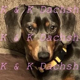 Dachshunds from K & K Dachshunds