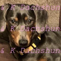 Dachshunds from K & K Dachshunds