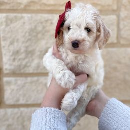 Bernedoodle Puppies from Boutique Bernedoodles & Co.