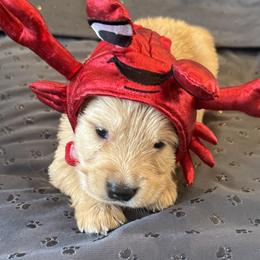 Mr. Black - Golden male Golden Retriever puppy in Brentwood, California from Golden M Family Farms