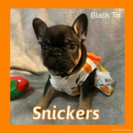 Snickers - Tricolors female French Bulldog puppy in Watkinsville, Georgia from Ronghi's Wiggle Butt Frenchies
