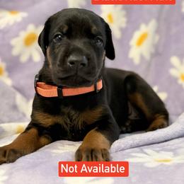 Orange Collar - Black and rust male Doberman Pinscher puppy in Lake City, Florida from Paintedcrazy Doberman Pinchers