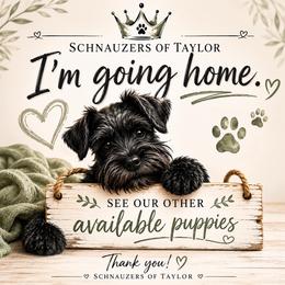 Gaston Dark Blue Chocolate - Liver male Miniature Schnauzer puppy in Temple, Texas from Schnauzers Of Taylor