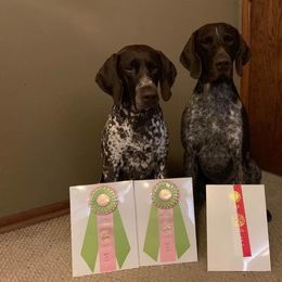 German Shorthaired Pointer All Grown Up from Aus Dem Norden GSP’s