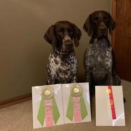 German Shorthaired Pointer All Grown Up from Aus Dem Norden GSP’s