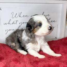 Glacier - Merle male Sheepadoodle puppy in Roseburg, Oregon from Sharon’s Sheepadoodle’s
