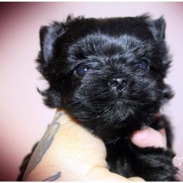 Harlow - Black and gold female Yorkshire Terrier puppy in Warren, Michigan from Danielle's Yorkie & Shih Tzu Babies