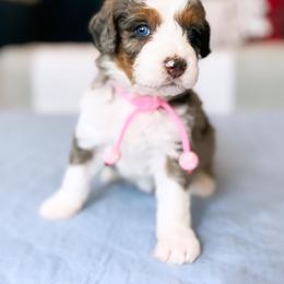 Aussiedoodle, Bernedoodle, Goldendoodle, and Poodle Puppies from Teddy Doodles & Standard Poodles