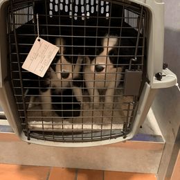 Border Collie Puppies from Gold Creek Ranch Border Collies