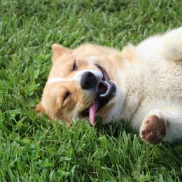 Pembroke Welsh Corgis from Bellwether Acres