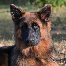 Echo - Black and red female German Shepherd puppy in Nacogdoches, Texas from Vom Hausgladfel