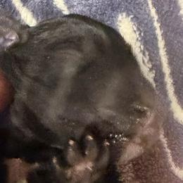 Placed - Black female Miniature Schnauzer puppy in Ravensdale, Washington from Serenity Schnauzers