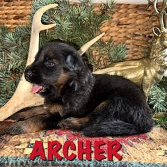 Archer - Black and red male German Shepherd puppy in Graham, Washington from Wildeflecken Shepherds