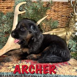 Archer - Black and red male German Shepherd puppy in Graham, Washington from Wildeflecken Shepherds