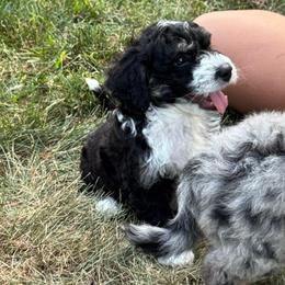 Poppy - Black and white female Aussiedoodle puppy in Nottingham, Pennsylvania from Nottingham Aussiedoodles