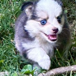 Doris - Black tri female Toy Australian Shepherd puppy in Blacksburg, South Carolina from Blue’s Family Aussies
