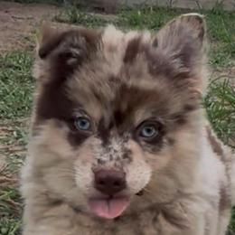 Ford - Merle male Pomsky puppy in Spring Hill, Florida from PDQ Pomskies