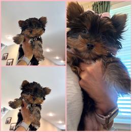 Minnie - Black and gold female Morkie puppy in Cleveland, Tennessee from Moody’s Morkies and More