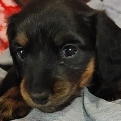 Dachshunds from Rose Jackson