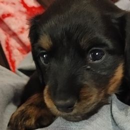 Dachshunds from Rose Jackson