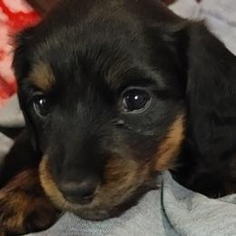Dachshunds from Rose Jackson