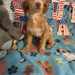 Joey - Apricot male Poodle puppy in Pounding  Mill, Virginia from Rosa's Chihuahuas