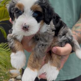 Prince charming - Merle male Bernedoodle puppy in Daytona Beach, Florida from Salt-Life Doodles