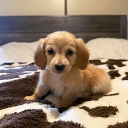 Girl 3 - Red female Dachshund puppy in Defuniak Springs, Florida from Anastasia Knight's Cocker Spaniels