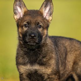 German Shepherd Puppies from Sommerfeld German Shepherds