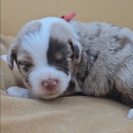 Red collar girl - Red merle female Miniature American Shepherd puppy in Lexington, Kentucky from Deuce's Den