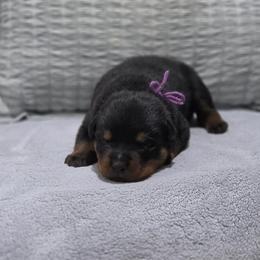 Purple collar female - Black and mahogany female Rottweiler puppy in San Antonio, Texas from VHWilliamsRottweilers