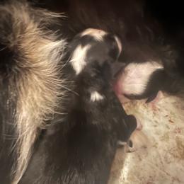 Lock - Black tri male Miniature Australian Shepherd puppy in Interlachen, Florida from Lucky Bones Miniature Australian Shepherds