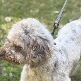 Old English Sheepdogs, Poodles, and Sheepadoodles from Love Tallulah Sheepadoodles LLC