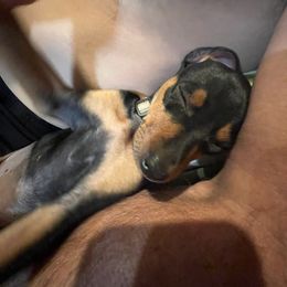 Boxer and Miniature Pinscher All Grown Up from Pike's Pups